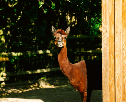 Ein Lama guckt im die Ecke